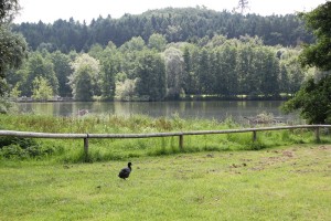 Mendlishauser Weiher
