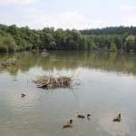 Nestbau im Mendlishauser Weiher