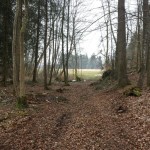 Wald bei Koenigseggsee