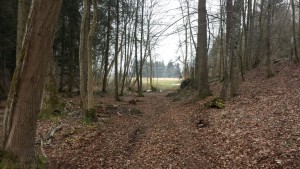 Wald bei Koenigseggsee