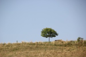 09 Baum Bank Lattener Steige