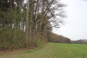 Waldrand Dornacher Ried
