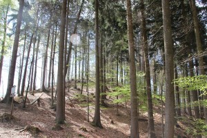 Wallanlage Schwedenschanze Frickingen
