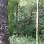 Anstieg zur Biegenburg