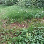 Steinreste Burghof Biegenburg