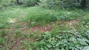 Steinreste Burghof Biegenburg