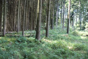 Burgstall Alte Burg Michelwinnaden