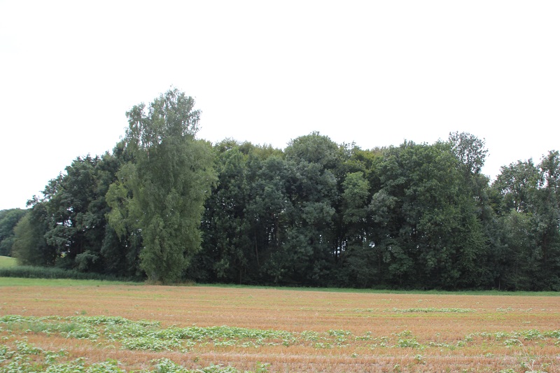 Burgstall Schachen bei Baindt