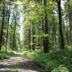 Weg zur Alten Burg Michelwinnaden