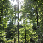 Abhang zum Feuerbachtobel Ringburg Adelmuehle