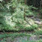 Feuerbachtobel Ringburg Adelmuehle