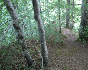 Fussweg zur Adelmuehle von Ringburg