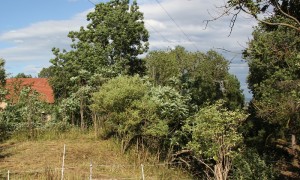 Wallanlage Ruine Otterswang