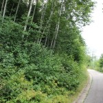 Weg zum Berg Heiligenwald Friesenhofen