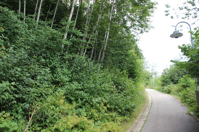 Kelten & Mittelalter in Friesenhofen im Allgäu