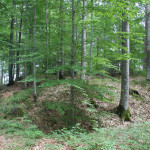 Weg zum Burgstall Ringburg Adelmuehle