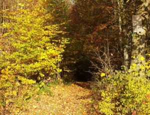 Waldweg Bomser Hoehe