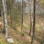 Abhang Heiligenberg Wald