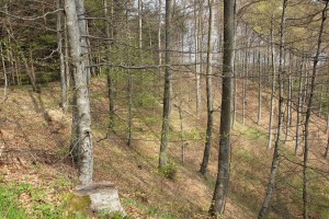 Abhang Heiligenberg Wald