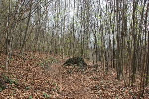 Auf und Ab Heiligenberg Wald