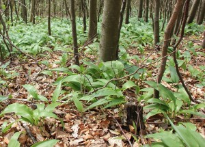 Baerlauch im Heiligenberg Wald