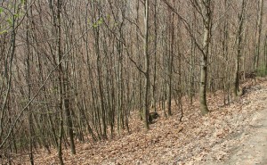 Dichter Wald Heiligenberg