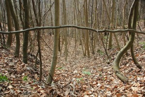 Mulde Heiligenberg Wald