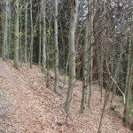 Steile Abhaenge Heiligenberg Wald