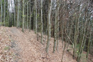 Steile Abhaenge Heiligenberg Wald