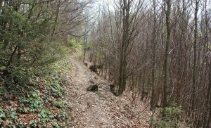 Wanderpfade Heiligenberg Wald