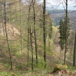 Wanderwege im Wald Heiligenberg