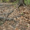 Ahnenforschung per DNA Wurzeln auf Wegen Heiligenberg Wald
