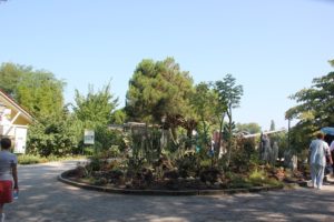 Aussen Kakteen Insel Mainau