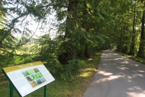 Metasequoia Allee Insel Mainau