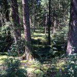 Wald Burgermoos bei Kisslegg