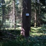 Wald im Burgermoos