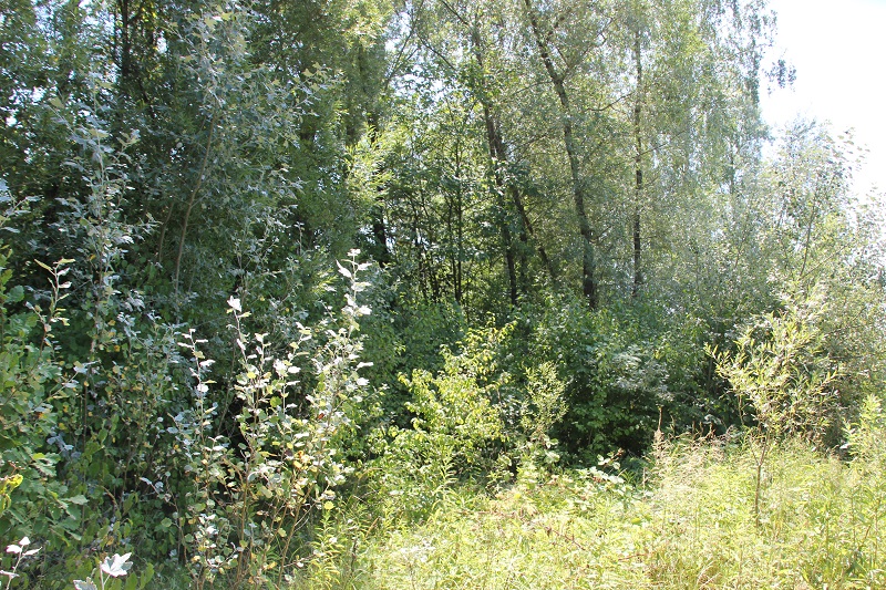 wollmatinger-ried