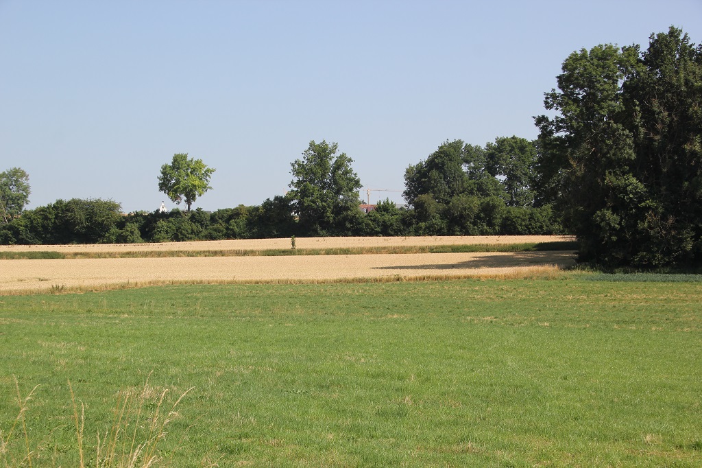 Wald vor Weiherburg