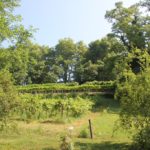 Weinhang Insel Mainau