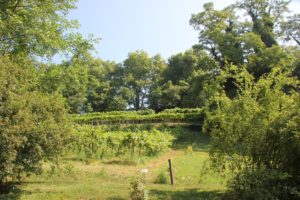 Weinhang Insel Mainau