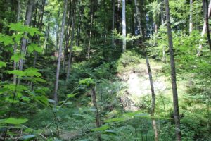 Bannwald-Bereich Schmalegger und Rinkenburger Tobel