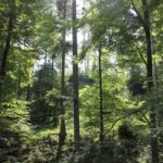 Bannwald im Schmalegger und Rinkenburger Tobel