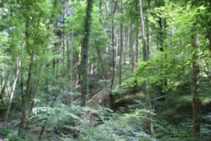 Bannwaldgebiet Schmalegger und Rinkenburger Tobel