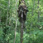 Baum Kunst Schmalegger und Rinkenburger Tobel