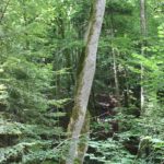 Baum vor Abrund Schmalegger und Rinkenburger Tobel