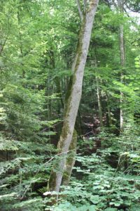 Baum vor Abrund Schmalegger und Rinkenburger Tobel