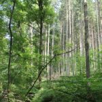 Glastobel im Schmalegger und Rinkenburger Tobel