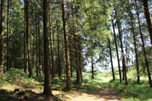 Kurzer Waldabschnitt Lausheimer Weiher