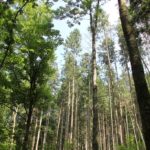 Laub und Nadelwald im Schmalegger und Rinkenburger Tobel