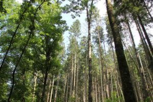 Laub und Nadelwald im Schmalegger und Rinkenburger Tobel